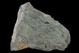 Pennsylvanian Fossil Fern (Neuropteris) Plate - Kentucky #136822-3